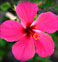 Council 14 Honolulu