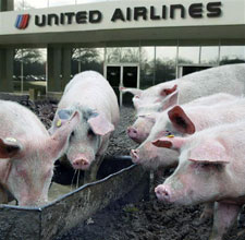pigs in Chicago